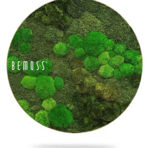 Kruh bolmoss minerva