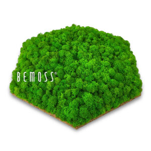 zelený kúsok trávy so slovom „moss“ v strede a bielym pozadím machovy obraz, stabilizovany mach, machová stena, machová dekorácia