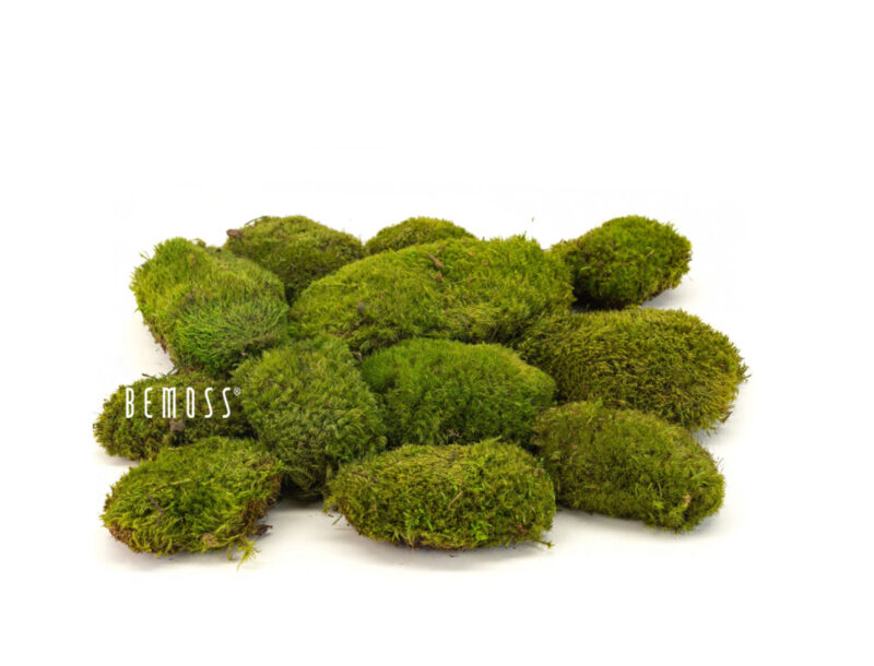 Siberian moss