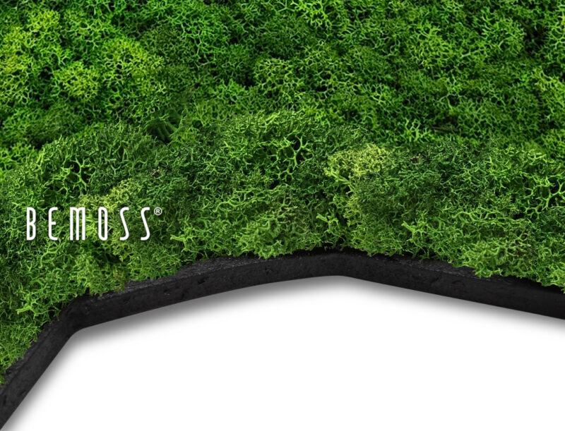 čierny viditeľný podklad Lišajník