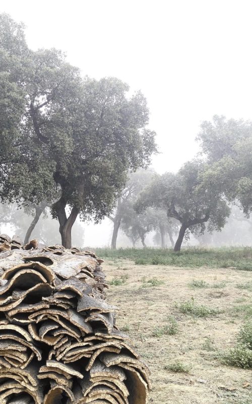 04F4F767-C458-4472-88FF-9B9995E1B481