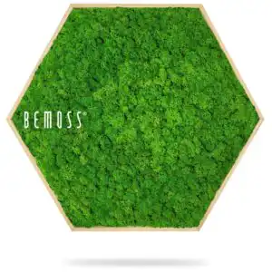 zelená stena s nápisom buď machom a v pozadí obrázok stromu so šesťhranným rámom, environmentálne umenie , machovy obraz, stabilizovany mach, machová stena, machová dekorácia