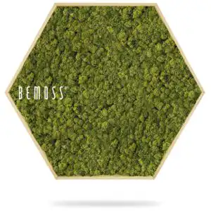 zelená stena s nápisom buď machom a v pozadí obrázok lesa so šesťhranným rámom, environmentálne umenie , machovy obraz, stabilizovany mach, machová stena, machová dekorácia