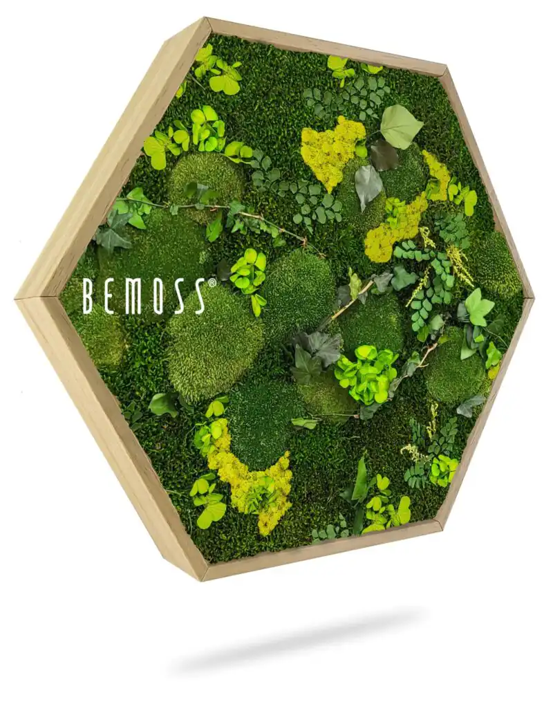 Machový Hexagon RASTLINY Mesia Lime