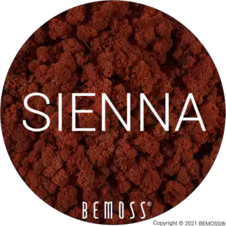 81 Sienna