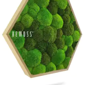 Machový Hexagon BOLMOSS DUO Light Green