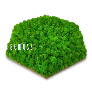 zelený kúsok trávy so slovom „moss“ v strede a bielym pozadím machovy obraz, stabilizovany mach, machová stena, machová dekorácia