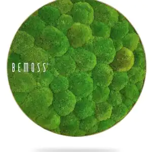 Machový obraz kruh BOLMOSS Light Green