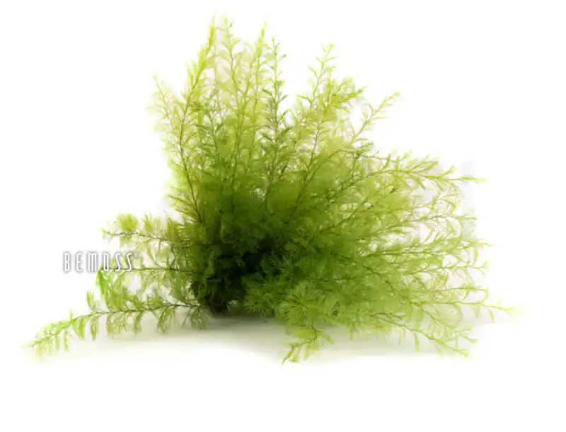 Stabilizovaná papraď Air Light green