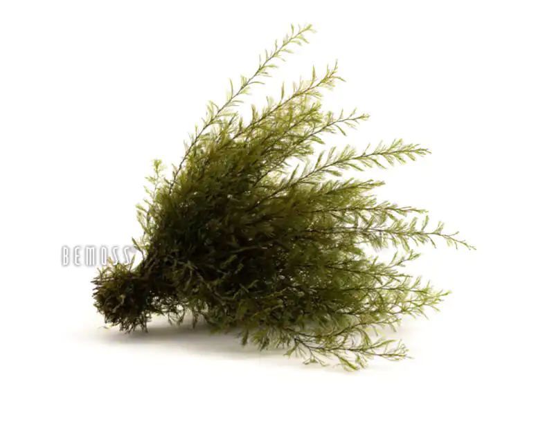 Stabilizovaná papraď Air Natural green