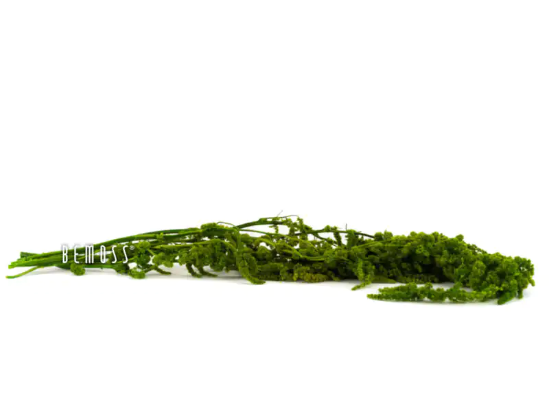 Stabilizovaný Amarant