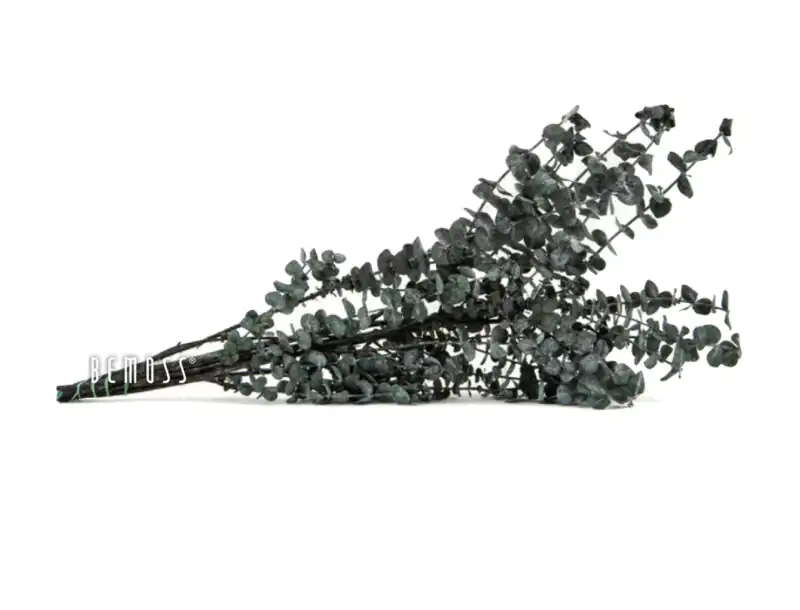 Stabilizovaný Eukalyptus Baby-blue