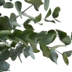 Stabilizovaný Eukalyptus Cinerea - Thumbnail Image 2