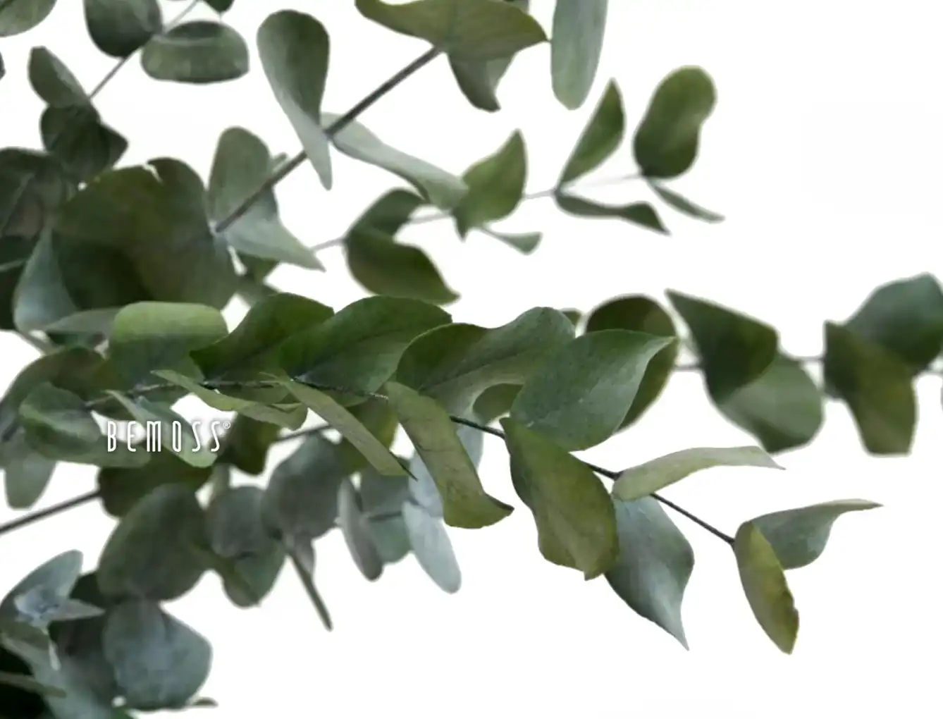 Stabilizovaný Eukalyptus Cinerea – Obrázok 2