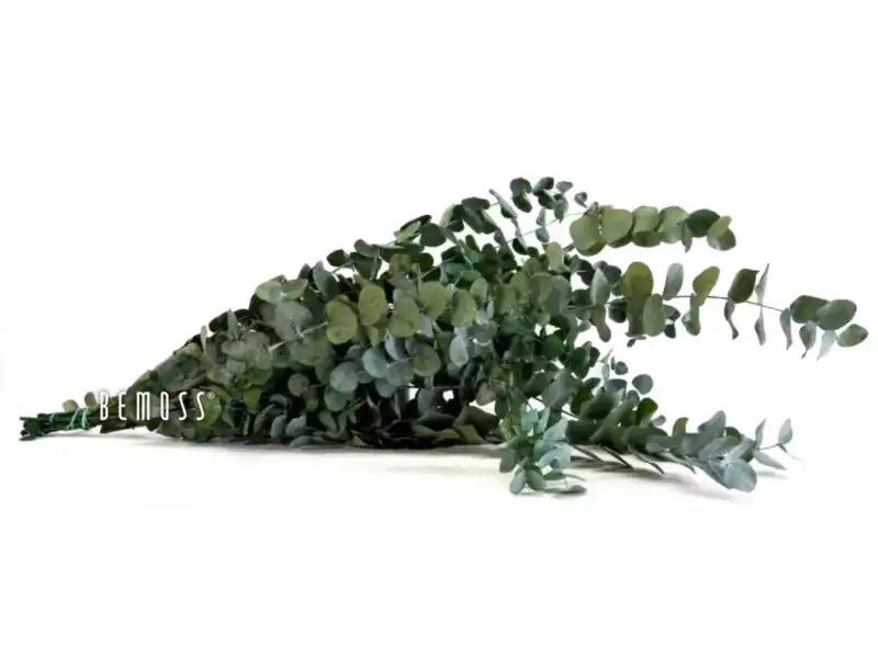 Stabilizovaný Eukalyptus Cinerea
