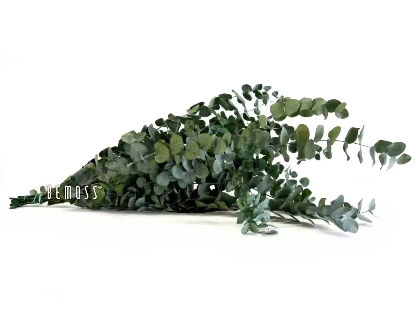 Stabilizovaný Eukalyptus Cinerea – Obrázok 1