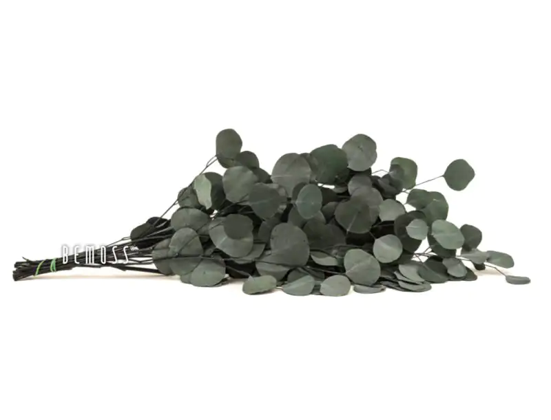 Stabilizovaný Eukalyptus Popoulus