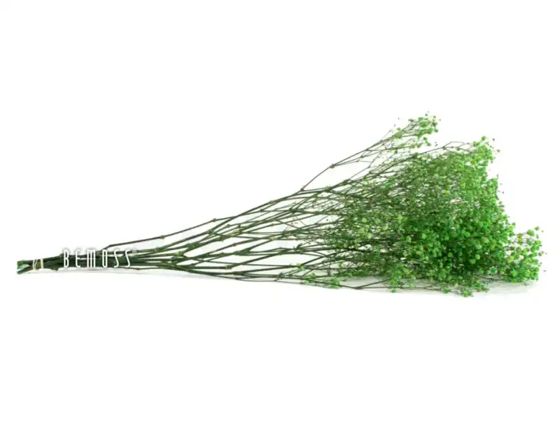 Stabilizované kvety Gypsophila - zelená