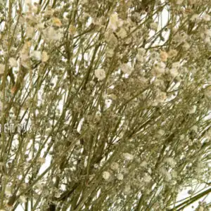 Stabilizované kvety Gypsophila - prírodná - Thumbnail Image 2