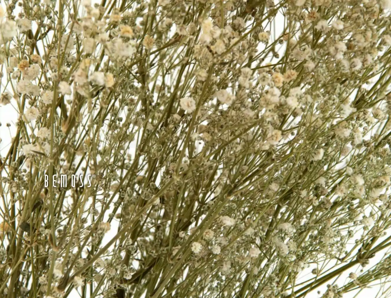 Stabilizované kvety Gypsophila - prírodná – Obrázok 2
