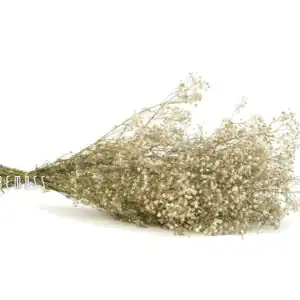 Stabilizované kvety Gypsophila - prírodná - Thumbnail Image 1