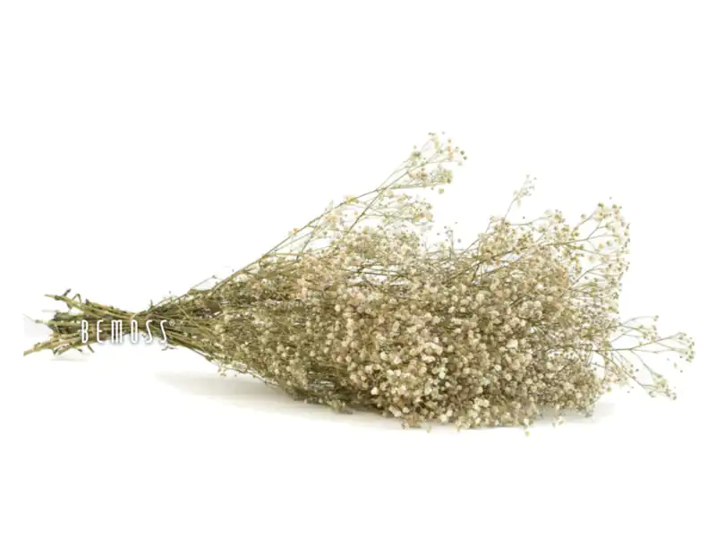 Stabilizované kvety Gypsophila - prírodná
