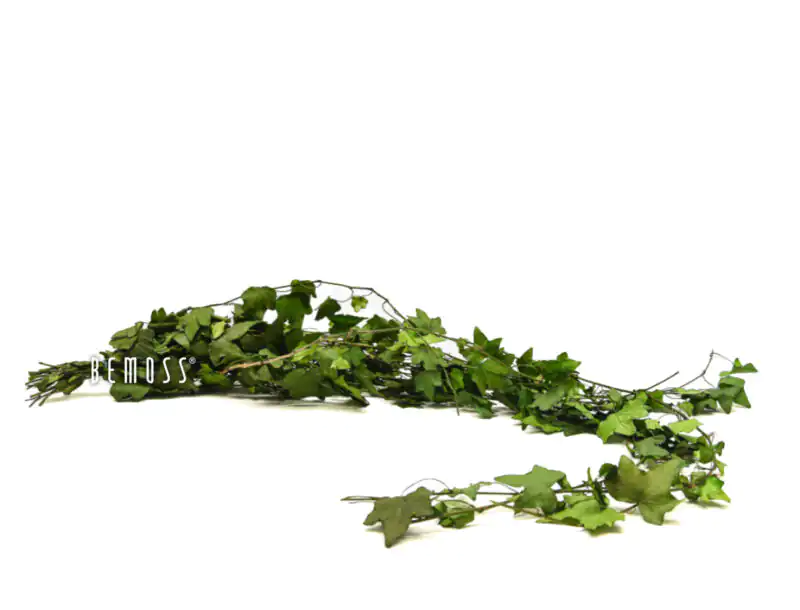 Stabilizovaný Brečtan