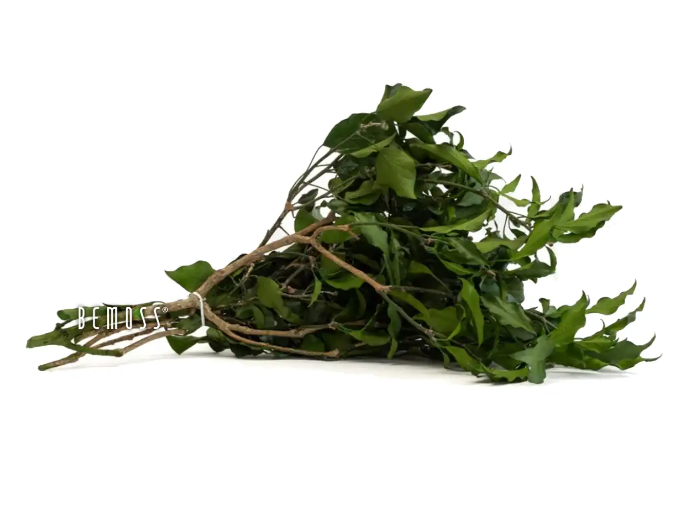 Stabilizovaná Hedera – Obrázok 1