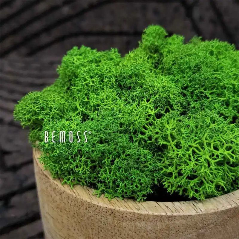 Stabilizovaný mach Lišajník GREEN