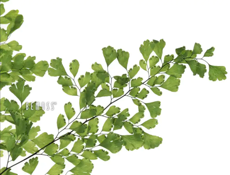 Stabilizovaná papraď Lutti