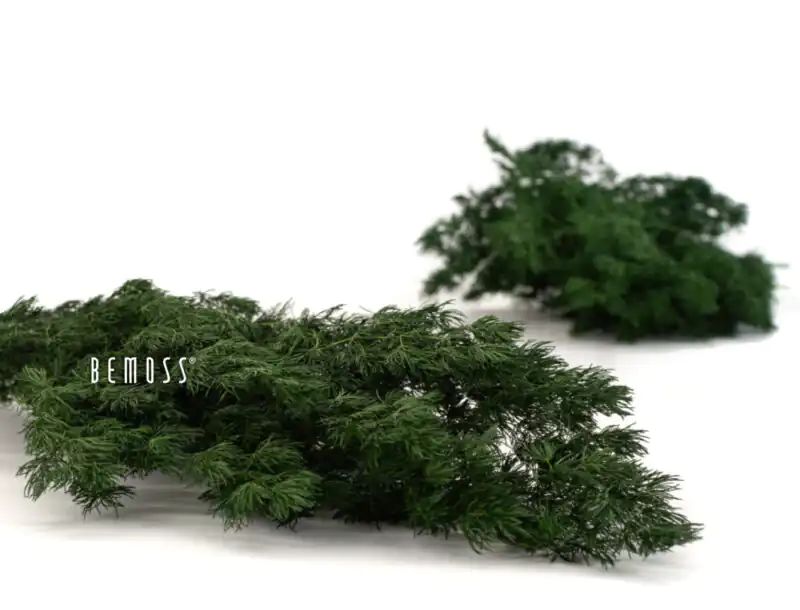 Stabilizovaný Ming Fern