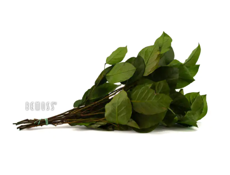 Stabilizovaný Salal