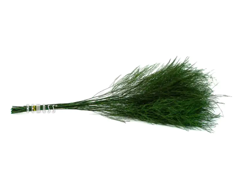 Stabilizovaná tráva Tree fern