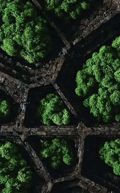 skupina stromov, ktoré sú spolu v hline , environmentálne umenie, machovy obraz, stabilizovany mach, machová stena, machová dekorácia